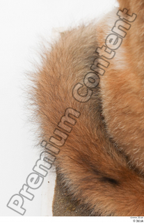 Fox  2 tail 0002.jpg